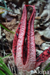 Octopus Stinkhorn (Clathrus archeri)