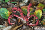 Inktviszwam (Clathrus archeri) 