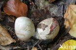 Octopus Stinkhorn (Clathrus archeri)