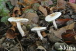 Ivoorzwam (Hygrophorus eburneus) 