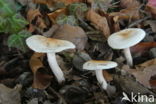 Ivoorzwam (Hygrophorus eburneus) 