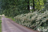 Japanse duizendknoop (Fallopia japonica)