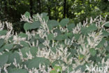 Japanse duizendknoop (Fallopia japonica)