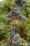 common juniper (Juniperus communis)