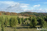 common juniper (Juniperus communis)