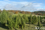 common juniper (Juniperus communis)