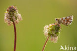 Red Underwing Skipper (Spialia sertorius)