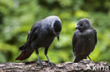 Eurasian Jackdaw (Corvus monedula)