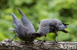 Eurasian Jackdaw (Corvus monedula)