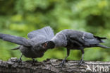 Kauw (Corvus monedula)