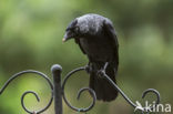 Eurasian Jackdaw (Corvus monedula)