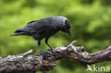 Eurasian Jackdaw (Corvus monedula)