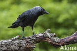 Eurasian Jackdaw (Corvus monedula)