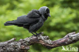 Eurasian Jackdaw (Corvus monedula)