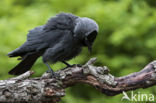 Eurasian Jackdaw (Corvus monedula)