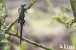 Great Grey Shrike (Lanius excubitor)