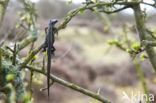 Great Grey Shrike (Lanius excubitor)