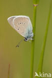 Mazarine Blue (Polyommatus semiargus)