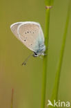 Klaverblauwtje (Polyommatus semiargus)