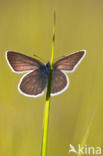 Mazarine Blue (Polyommatus semiargus)