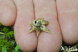 Kleine aardster (Geastrum minimum) 