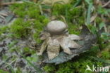 Kleine aardster (Geastrum minimum) 