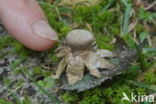 Kleine aardster (Geastrum minimum) 