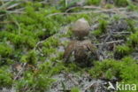 Kleine aardster (Geastrum minimum) 