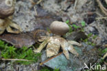 Kleine aardster (Geastrum minimum) 