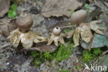 Kleine aardster (Geastrum minimum) 