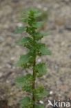 Kleine brandnetel (Urtica urens)