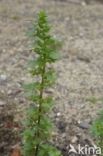 Kleine brandnetel (Urtica urens)