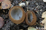 Kleine bruine bekerzwam (Humaria hemisphaerica)