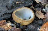 Kleine bruine bekerzwam (Humaria hemisphaerica)