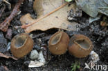 Kleine bruine bekerzwam (Humaria hemisphaerica)