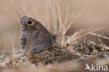 Kleine heivlinder (Hipparchia statilinus)