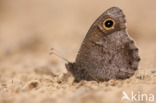 Kleine heivlinder (Hipparchia statilinus)