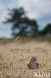 Tree Grayling (Hipparchia statilinus)