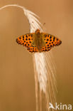 Queen of Spain Fritillary (Issoria lathonia)