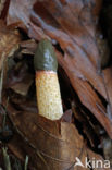 Dog Stinkhorn (Mutinus caninus)