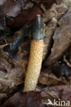 Dog Stinkhorn (Mutinus caninus)