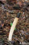 Dog Stinkhorn (Mutinus caninus)