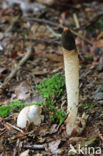 Dog Stinkhorn (Mutinus caninus)