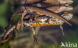 Kleine watersalamander (Triturus vulgaris)