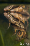 Kleine watersalamander (Triturus vulgaris)