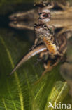 Smooth Newt (Triturus vulgaris)