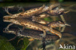 Kleine watersalamander (Triturus vulgaris)