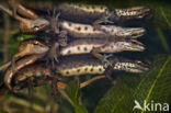 Kleine watersalamander (Triturus vulgaris)