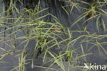 Least Bur-reed (Sparganium natans)