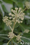 Common ivy (Hedera helix)